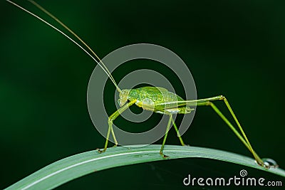 Insect, grasshopper. Stock Photo