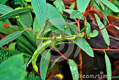 Insect green Stock Photo