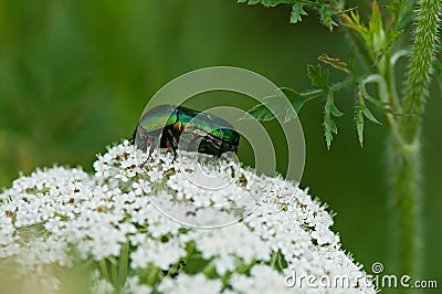 Insect green beetle sits on a white flower Stock Photo