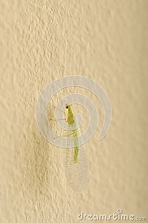 Insect Green Lacewing Stock Photo