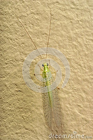 Insect Green Lacewing Stock Photo