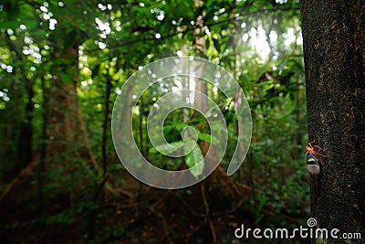 Insect in the green tropic forest. Leafhopper from Tangkoko NP, Sulawesi, Indonesia. Insect in the nature habitat, dark jungle, Stock Photo