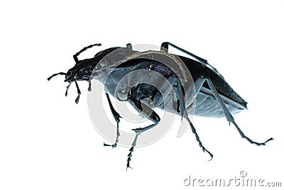 Insect ground beetle bug Stock Photo