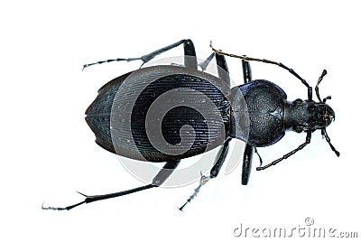 Insect ground beetle bug Stock Photo
