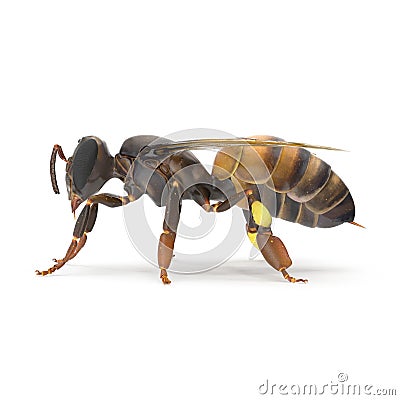 Insect honey bee isolated on white. Side view. 3D illustration Cartoon Illustration