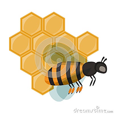 Insect honey bee isolated on white vector. Vector Illustration