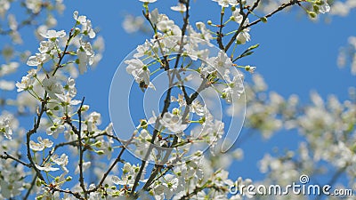 Insect honey bee pollinates. Blossom Cherry Or Apple Small White Flowers On Tree Branches. Blossoming Tree Brunch With Stock Photo