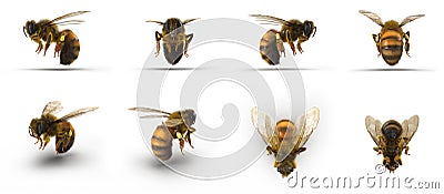 Insect honey bee. Renders set from different angles on a white. 3D illustration Cartoon Illustration