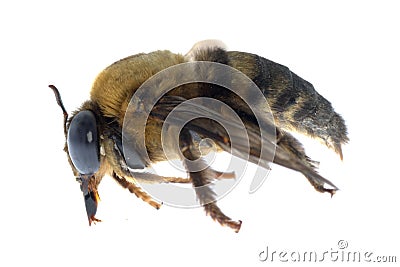 Insect humble bee Stock Photo