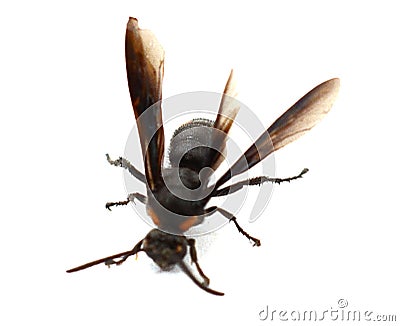 Insect humble bee. Isolated, colorful. Stock Photo