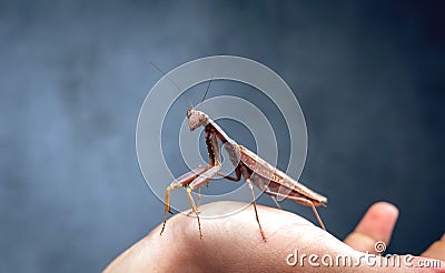 Insect hunter attacks. Mantis is a terrible monster of wildlife. Stock Photo