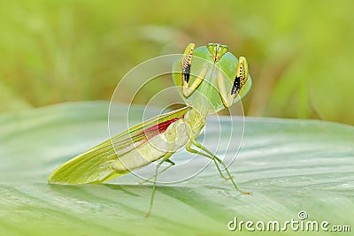 Insect hunter in the nature. Leaf Mantid, Choeradodis rhombicollis, insect from Ecuador. Beautiful evening back light with wild an Stock Photo