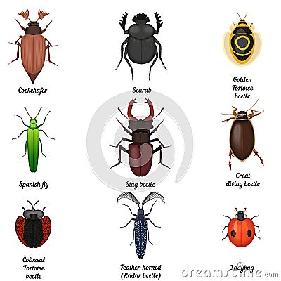 Insect icons set. Beetle bug icon entomological collection. Top view of beetles and bugs. Vector Illustration