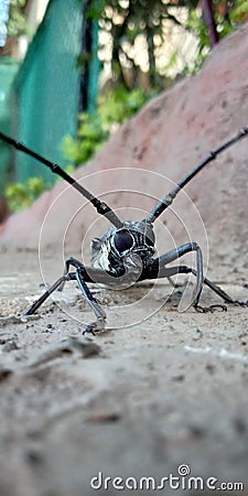 Insect in India black colour alien like insect Stock Photo