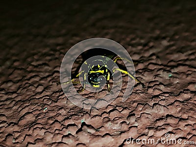 Wasp closeup at night Stock Photo