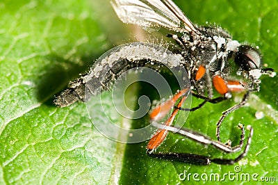 Insect killed by the fungus Stock Photo
