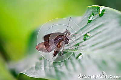 Insect on the leaf Stock Photo