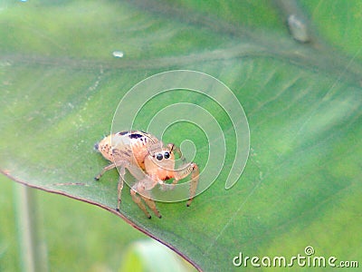 Little spider Stock Photo