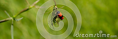 Insect leaf beetle sitting on a leaf of a plant in a meadow Stock Photo