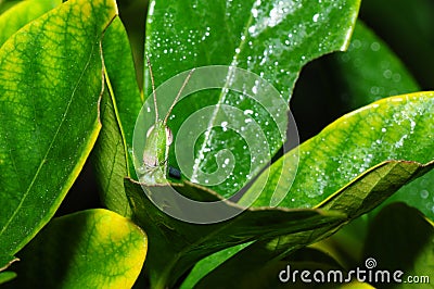 Insect leaf damage Stock Photo
