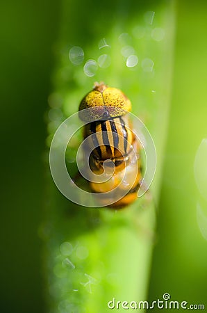 Insect on a leaf Stock Photo