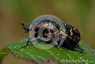 The Flower Chafer, Cetonia aurata on a leaf Stock Photo