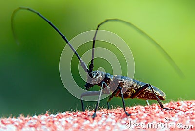 Insect with long antennae Stock Photo