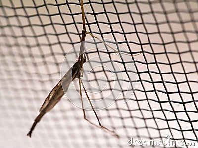 Insect Long Legs on Mosquito Wire Screen Stock Photo