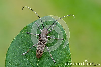 longhorn beetle - Saperda carcharias Stock Photo