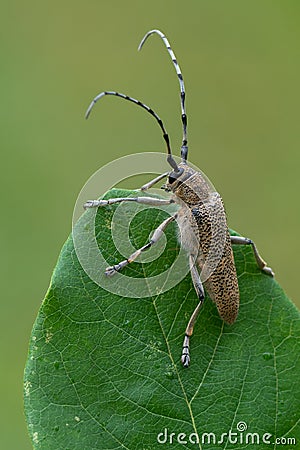 Longhorn beetle - Saperda carcharias Stock Photo