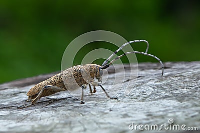 Longhorn beetle - Saperda carcharias Stock Photo