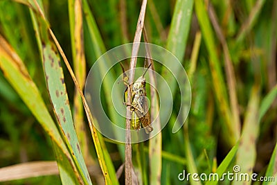 Insect macro grasshopper sits on a leaf Stock Photo