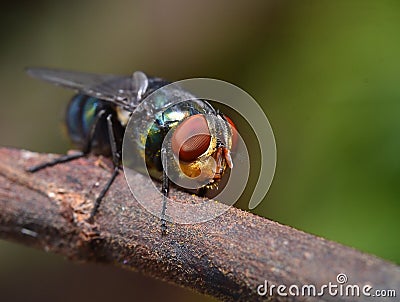 Insect, macro, Green fly, natural, colorfull Stock Photo