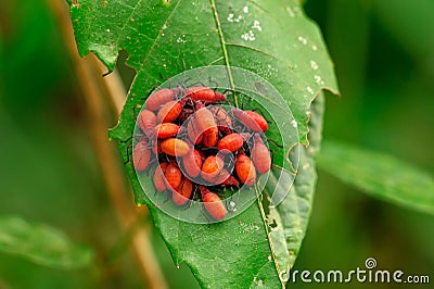 Insect macro, Laos Stock Photo