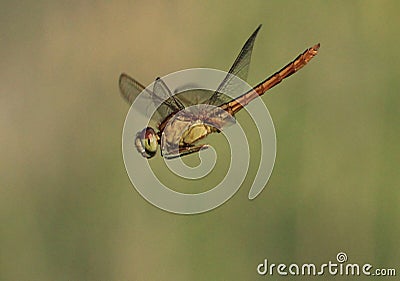 Dragonfly flying freeze wing Stock Photo