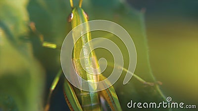 Insect Macro Play of light and shadow on grasshopper back. Insect Macro grasshopper back. Clip Stock Photo