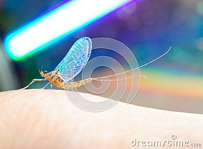 Insect mayfly macro Stock Photo