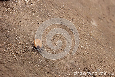 Insect mites Ixodes persulcatus are carriers of infections with encephalitis, Lyme borreliosis or babesiosis. Stock Photo