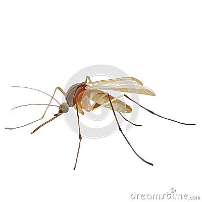 Insect mosquito, isolated object on white background, vector illustration Vector Illustration