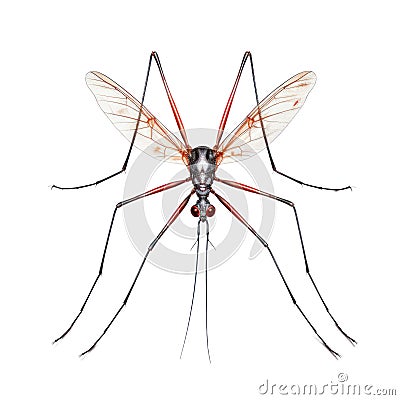 Insect mosquito isolated on white transparent background Stock Photo