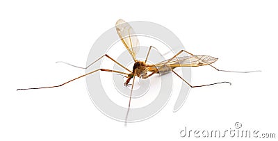 Insect Mosquito. Stock Photo