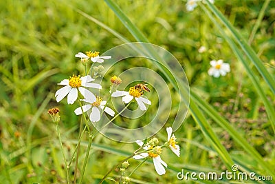 insect in nature, focus on a bee that catches on a branch with white flowers and green leaves Stock Photo