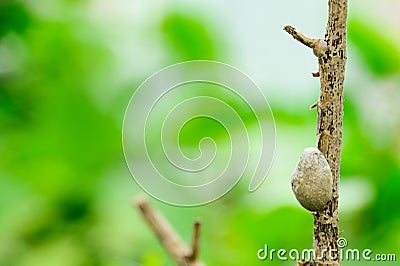 Insect nests Stock Photo