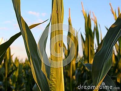 Insect pests on corn, insect larvae on corn leaves Stock Photo