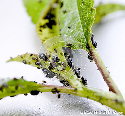 Insect pests, sour cherry leaf attacked by malicious insects Stock Photo