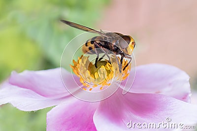 Insect on a pink flower Stock Photo