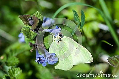 Insect portrait brimstone butterfly Stock Photo