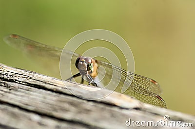 Insect portrait dragonfly head on Stock Photo