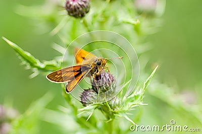 Insect portrait large skipper butterfly Stock Photo