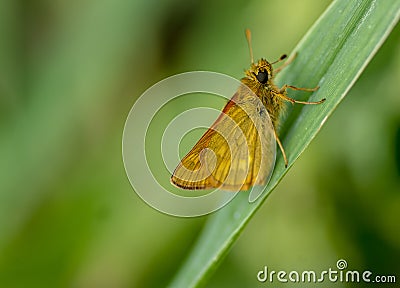 Insect portrait large skipper butterfly Stock Photo